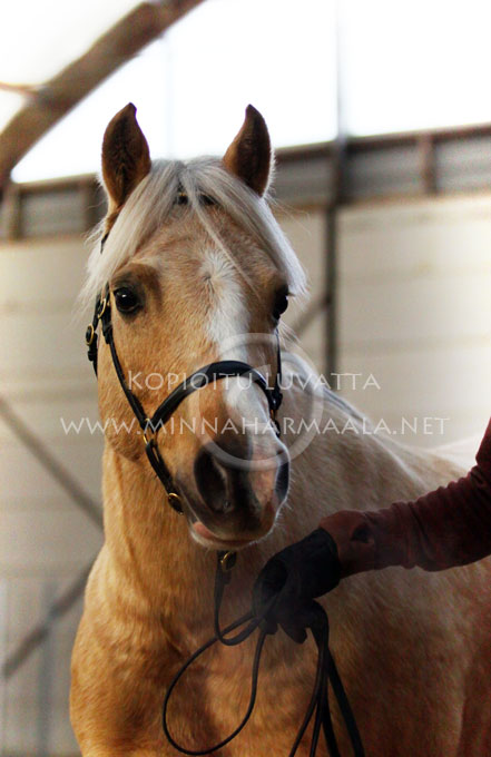 b_silents_starlight_blond_0335.jpg