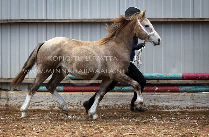 c_wild_willow_0863.jpg