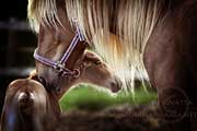 finnhorse with foal