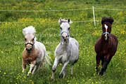 Colts galloping