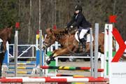 Finnhorse jumping