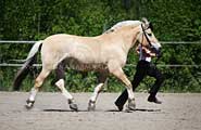 Fjordhorse in trot