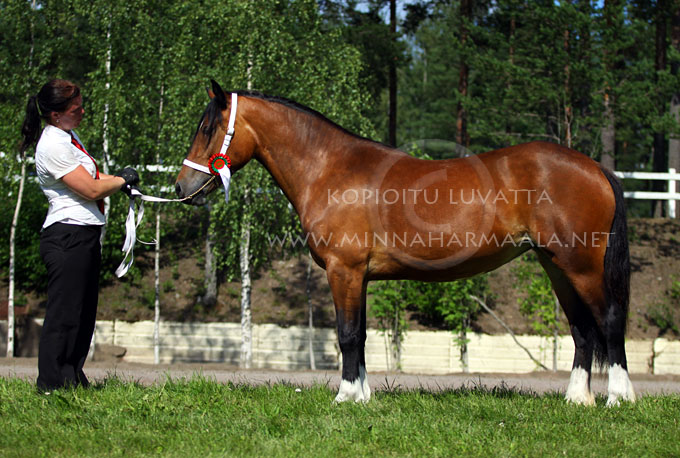 cunera_morwenas_seren_6402.jpg