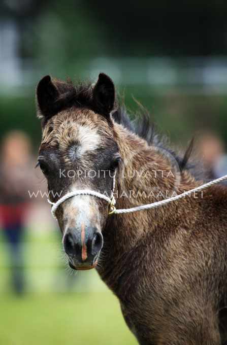 moondelight_sherlock_6640.jpg