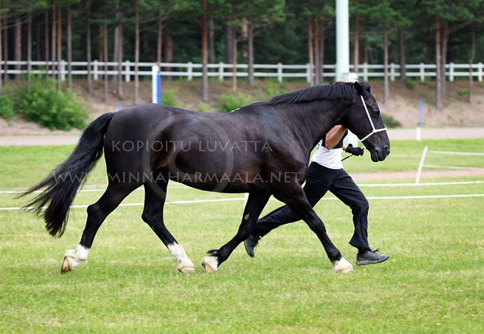 penlanlas_black_jack_9682.jpg
