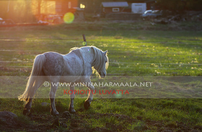 moondelight_caradoc_3050.jpg