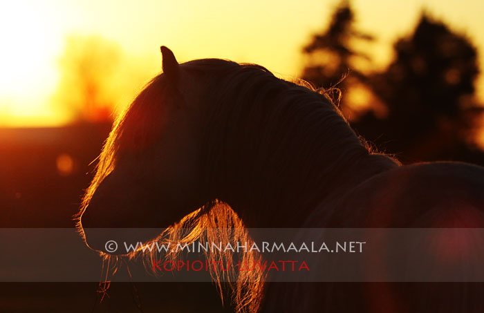 moondelight_caradoc_3252.jpg