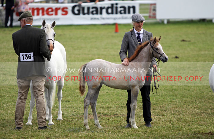 kulltorp_foal_5263.jpg
