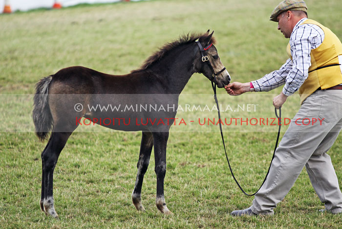 rhyddlad_sweet_pea_5518.jpg