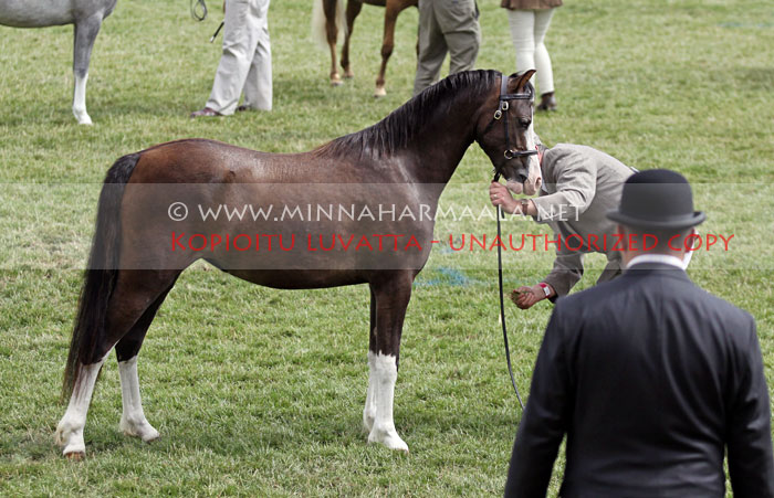 rhydspence_sweet-sorrel_3764.jpg