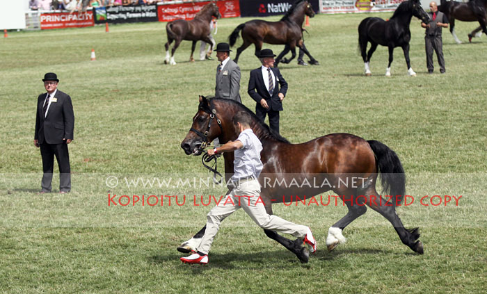 alltwalis_iago_3931.jpg