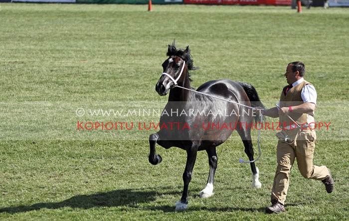 cob_mare_3408.jpg
