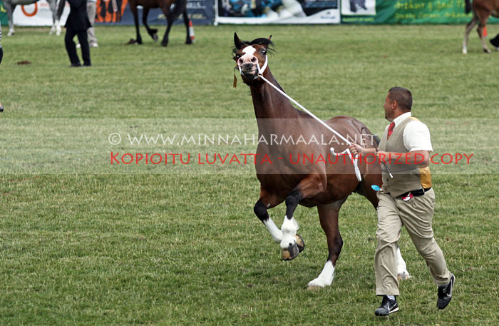 cob_mare_3797.jpg
