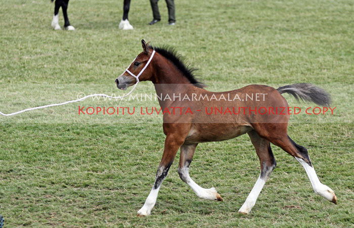 llwynhywel_foal_3736.jpg