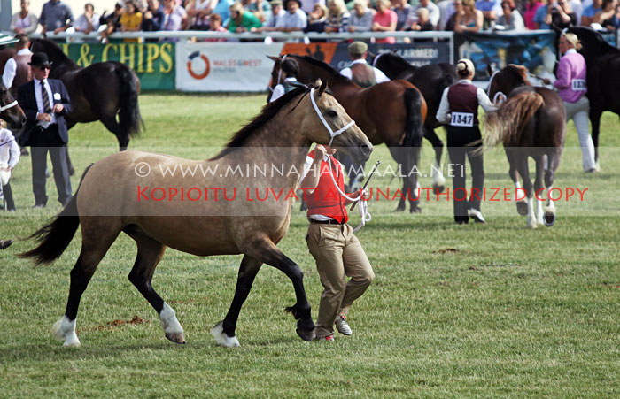 tothamhill_briallen_3184.jpg