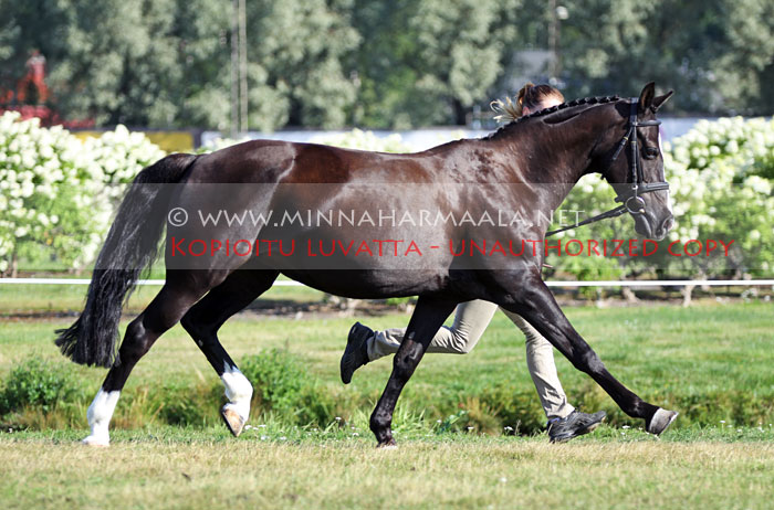 francis_ger_8056.jpg