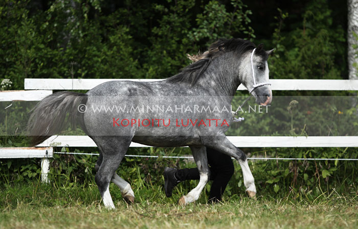 moondelight_camelia_2376.jpg