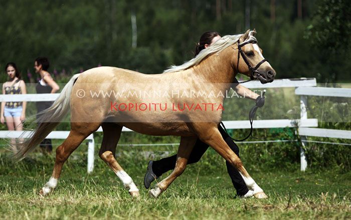 rei_de_ouro_0309.jpg