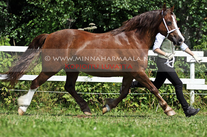 felinmor_seren_aur_1044.jpg