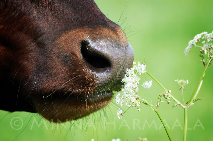 Cow sniffing a flower