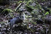 peppi dog in the forest