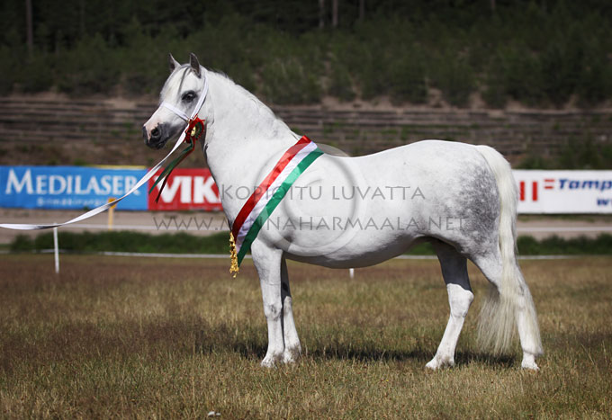 dukeshill_savannah5.jpg